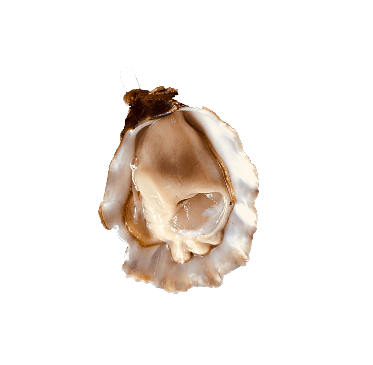 Oyster