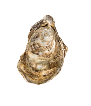 Oyster