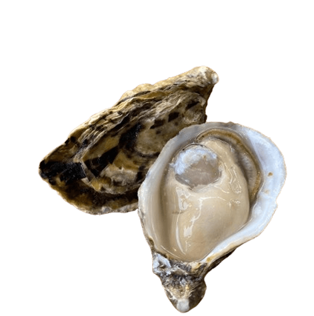 Fresh oyster