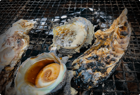 Fresh oysters being inspected